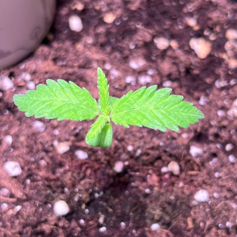 Blueberry Fast growlog timeline photo