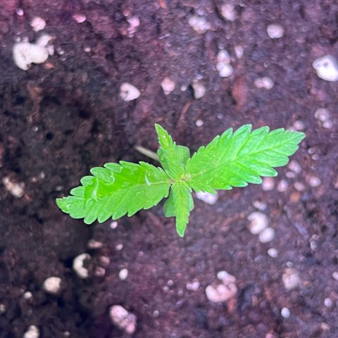Blueberry Fast growlog photo: Gab etwas neue Erde um dem spargeln entgegen zuwirken und gewässert mit ein wenig Düngung (1/3 des Schemas) 