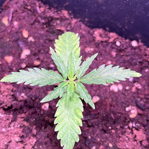 Blueberry Fast growlog timeline photo