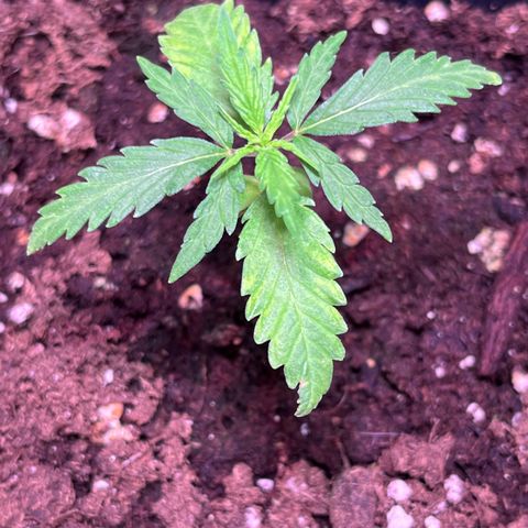 Blueberry Fast growlog timeline photo