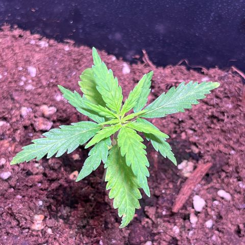 Blueberry Fast growlog photo: 300 ml Wasser 