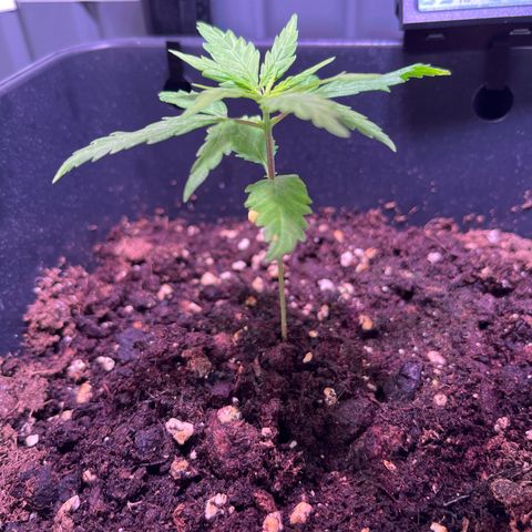 Blueberry Fast growlog timeline photo