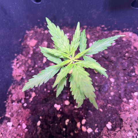 Blueberry Fast growlog timeline photo