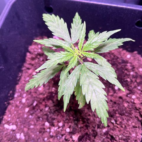 Blueberry Fast growlog timeline photo