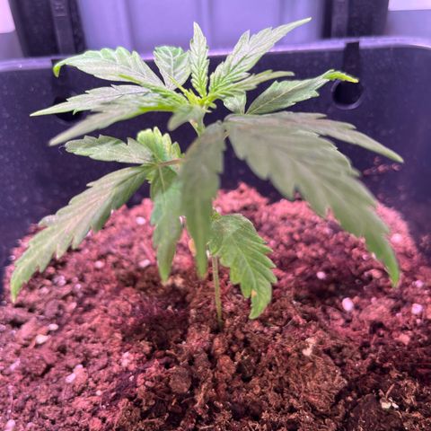 Blueberry Fast growlog timeline photo