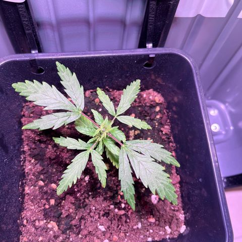 Blueberry Fast growlog timeline photo