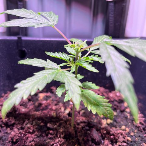 Blueberry Fast growlog timeline photo