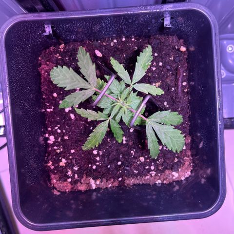 Blueberry Fast growlog timeline photo
