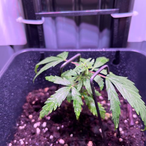 Blueberry Fast growlog timeline photo