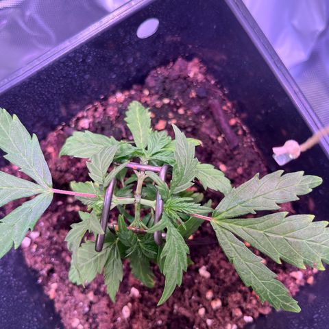 Blueberry Fast growlog timeline photo