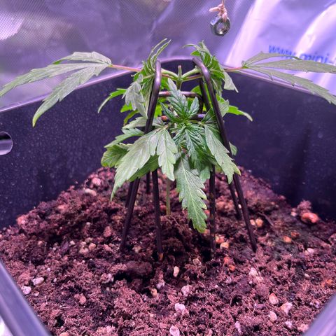 Blueberry Fast growlog timeline photo