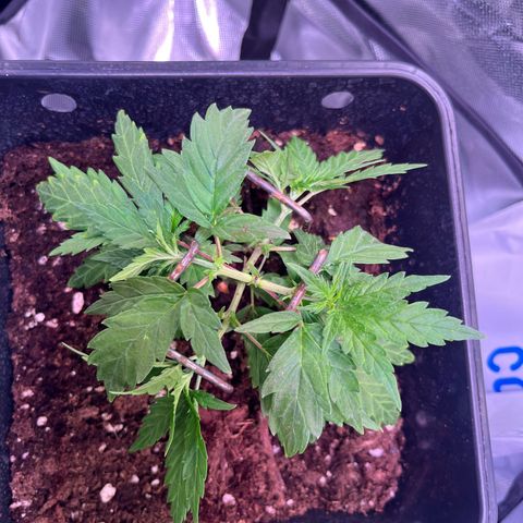 Blueberry Fast growlog timeline photo