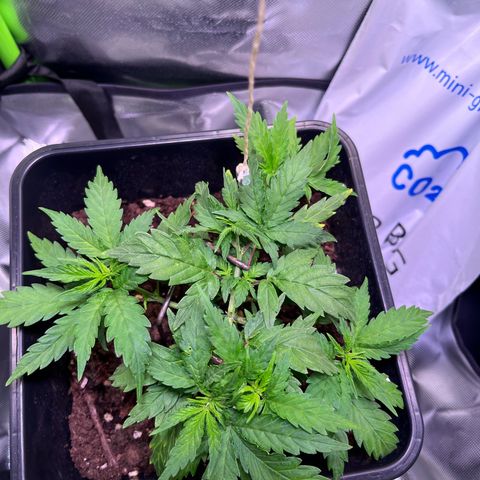 Blueberry Fast growlog timeline photo