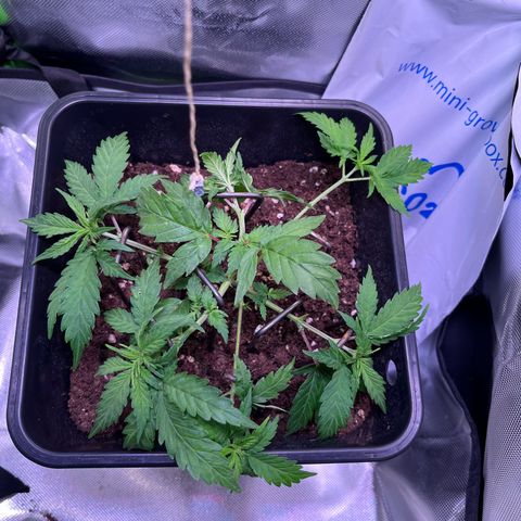 Blueberry Fast growlog timeline photo