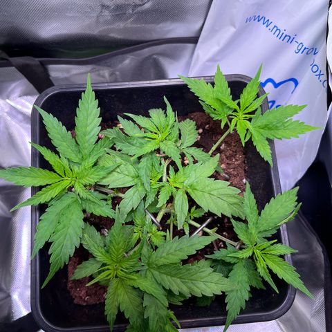 Blueberry Fast growlog photo: Am Tag danach sieht sie schon wieder fresh aus 