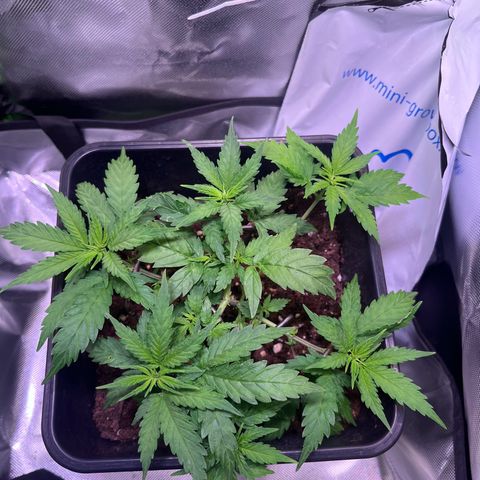 Blueberry Fast growlog timeline photo