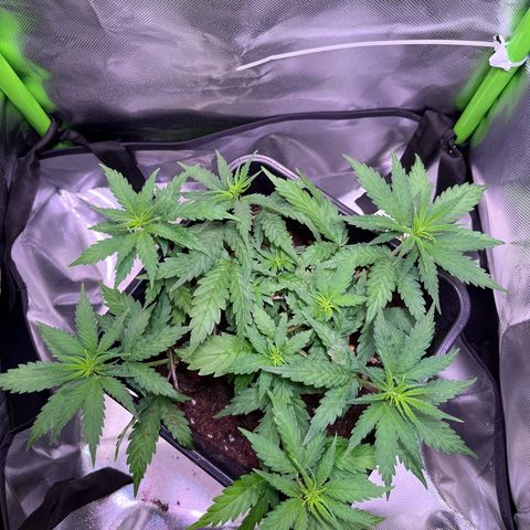 Blueberry Fast growlog timeline photo