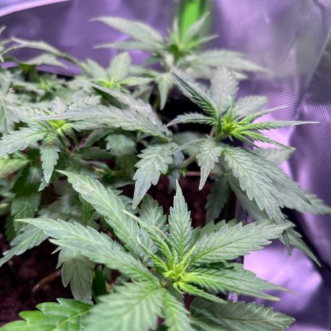 Blueberry Fast growlog timeline photo