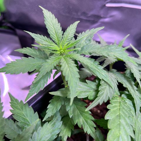 Blueberry Fast growlog timeline photo