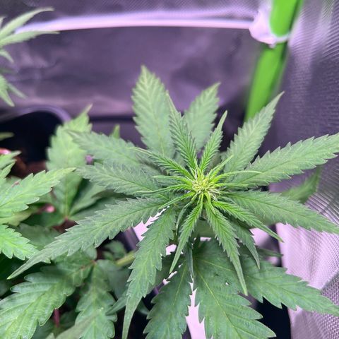Blueberry Fast growlog timeline photo