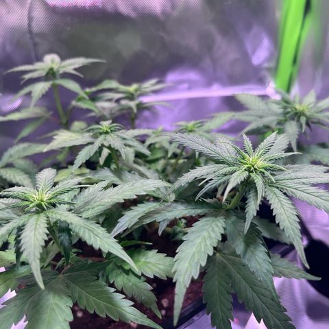 Blueberry Fast growlog timeline photo