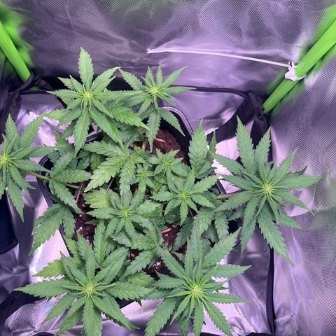 Blueberry Fast growlog timeline photo