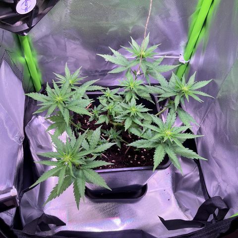 Blueberry Fast growlog timeline photo