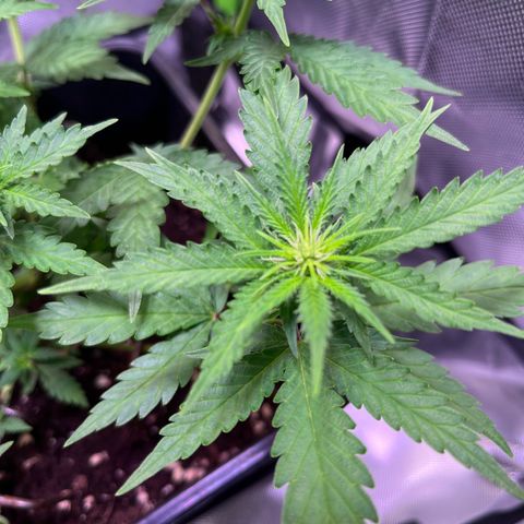 Blueberry Fast growlog timeline photo