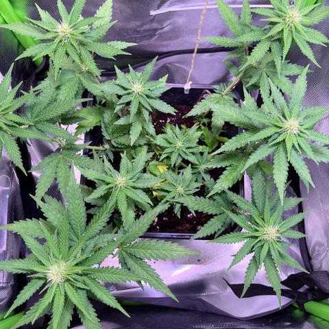 Blueberry Fast growlog timeline photo