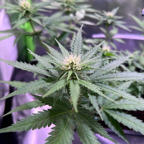 Blueberry Fast growlog timeline photo