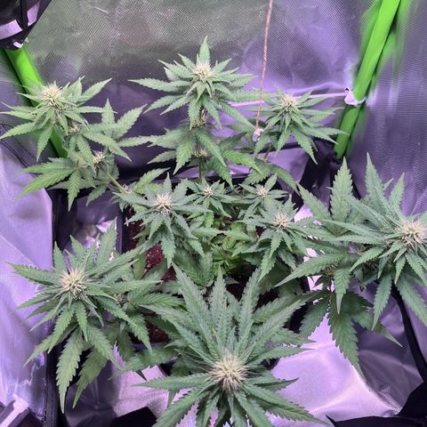 Blueberry Fast growlog timeline photo