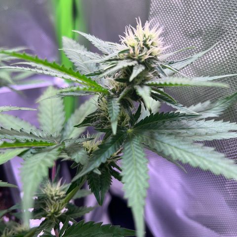 Blueberry Fast growlog timeline photo