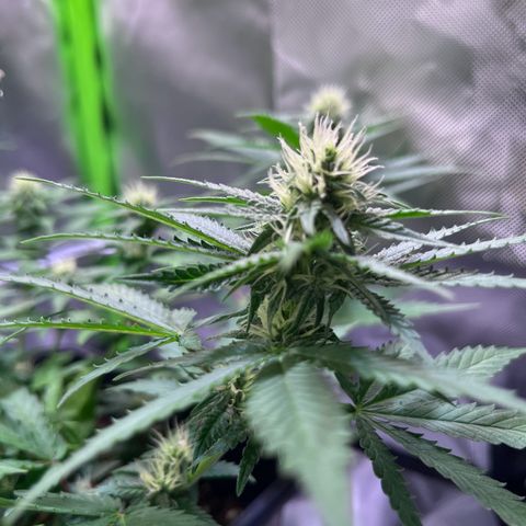 Blueberry Fast growlog timeline photo