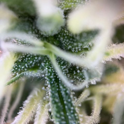 Blueberry Fast growlog timeline photo