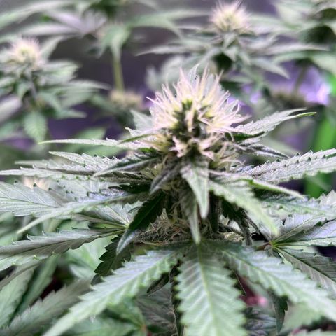 Blueberry Fast growlog timeline photo