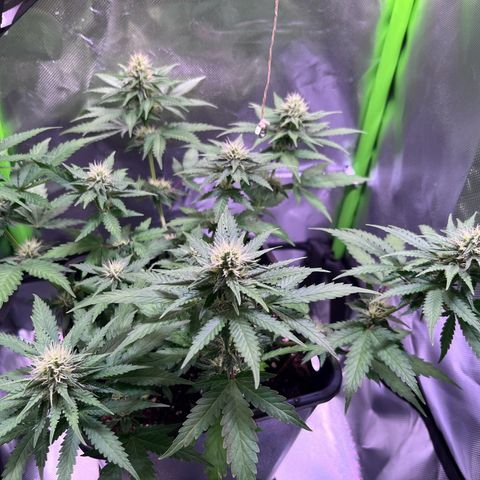 Blueberry Fast growlog timeline photo