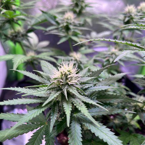 Blueberry Fast growlog timeline photo