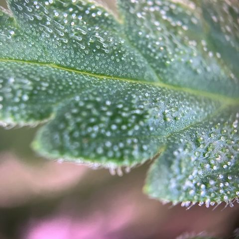 Blueberry Fast growlog timeline photo