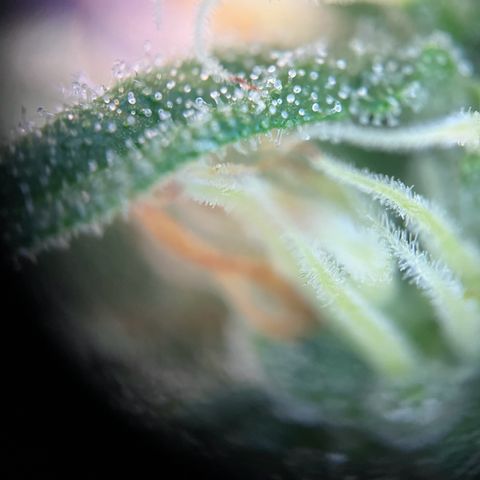 Blueberry Fast growlog timeline photo
