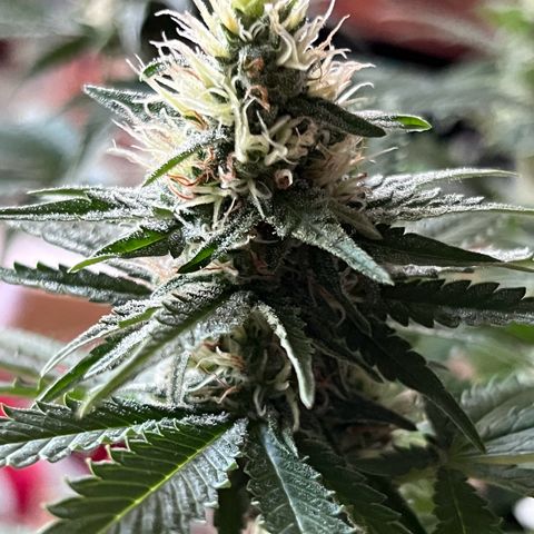 Blueberry Fast growlog timeline photo