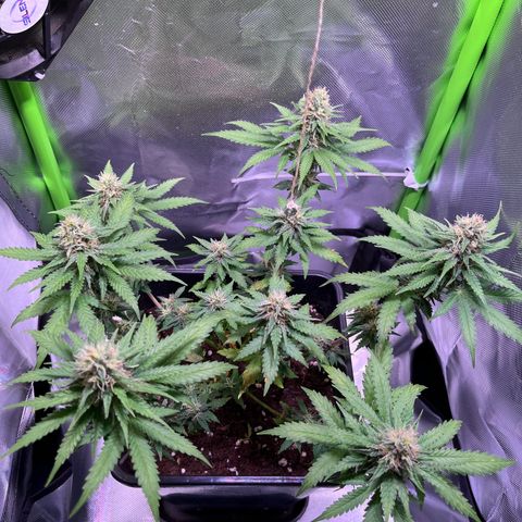 Blueberry Fast growlog timeline photo