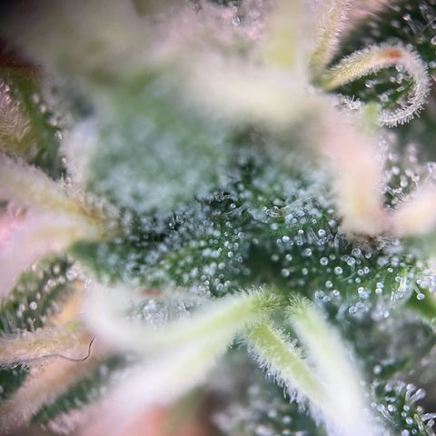 Blueberry Fast growlog timeline photo