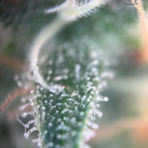 Blueberry Fast growlog timeline photo