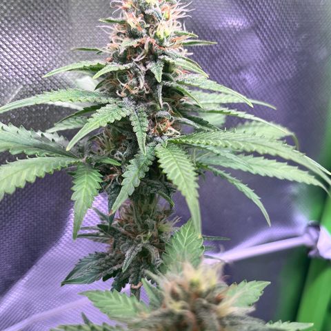 Blueberry Fast growlog timeline photo