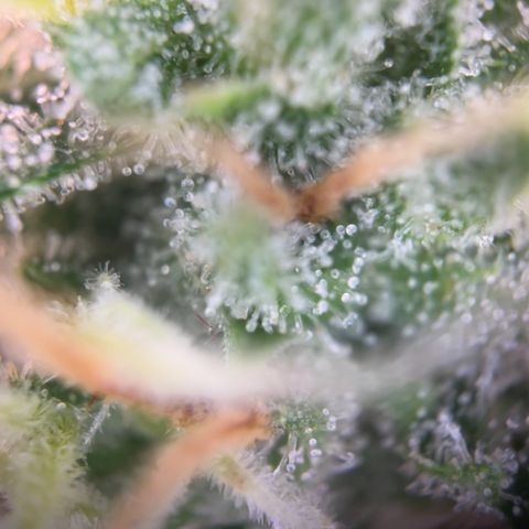 Blueberry Fast growlog timeline photo