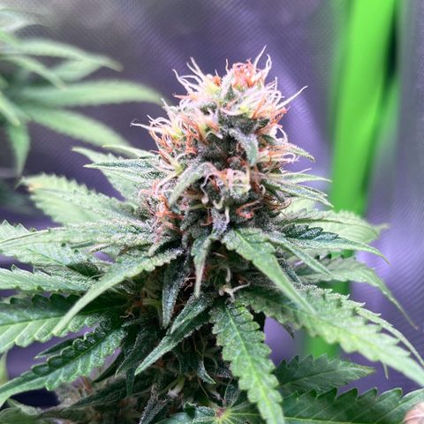 Blueberry Fast growlog timeline photo