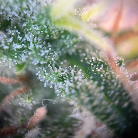 Blueberry Fast growlog timeline photo