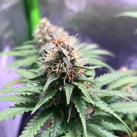 Blueberry Fast growlog timeline photo