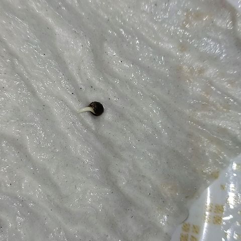 Chola  growlog photo: Aparición de radicula (1 semilla)
Las otras dos semillas todavía no presentan radicula, pero la semilla está abierta 
