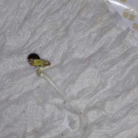 Chola  growlog timeline photo
